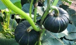 网红事件吃瓜入口,吃瓜群众如何成为舆论焦点